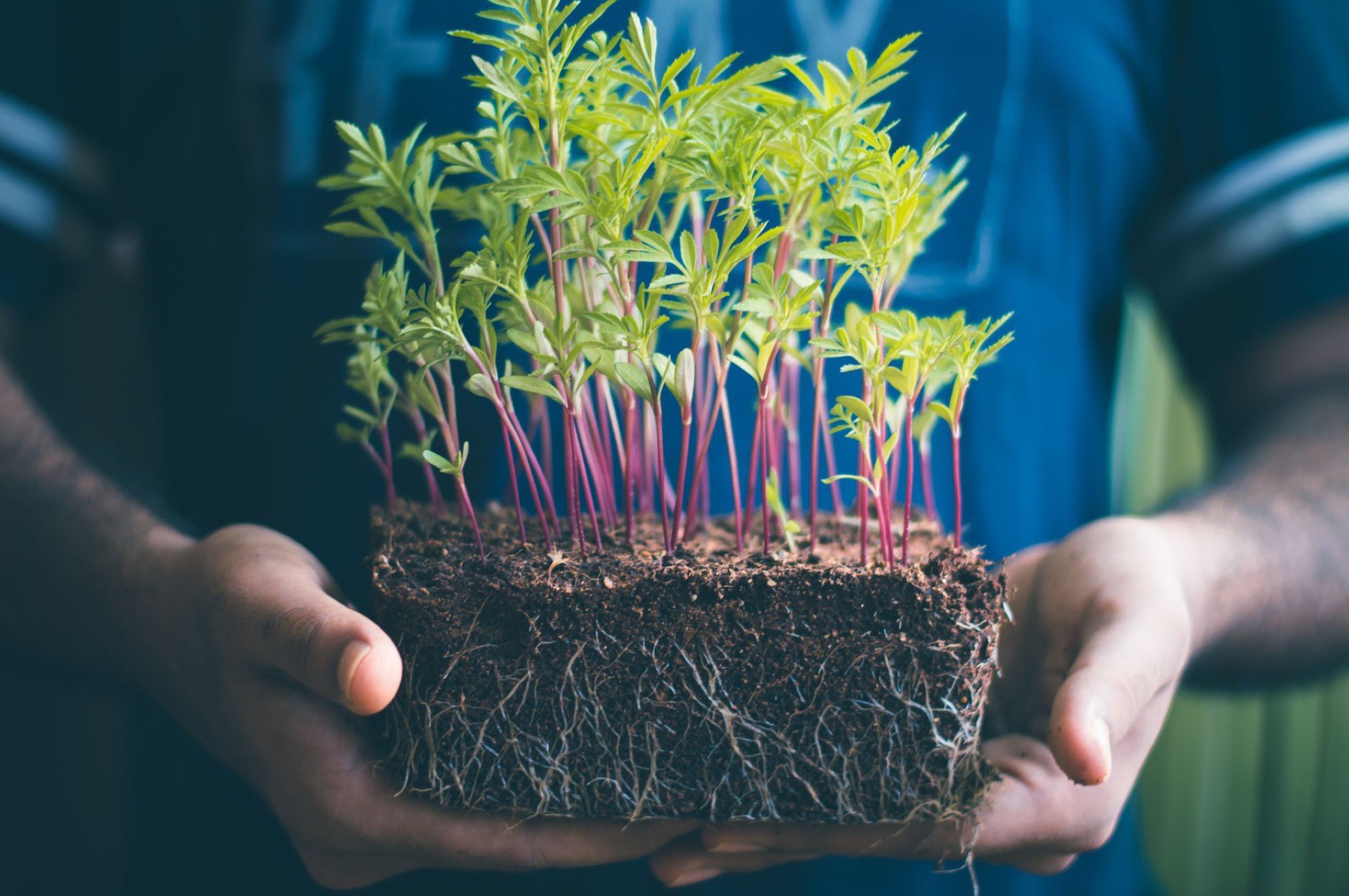 Hands cradling a young green seedling