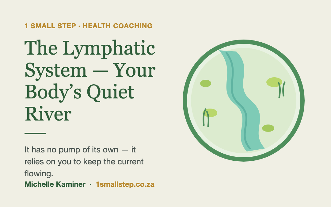 The Lymphatic System — Your Body’s Quiet River — 1 Small Step